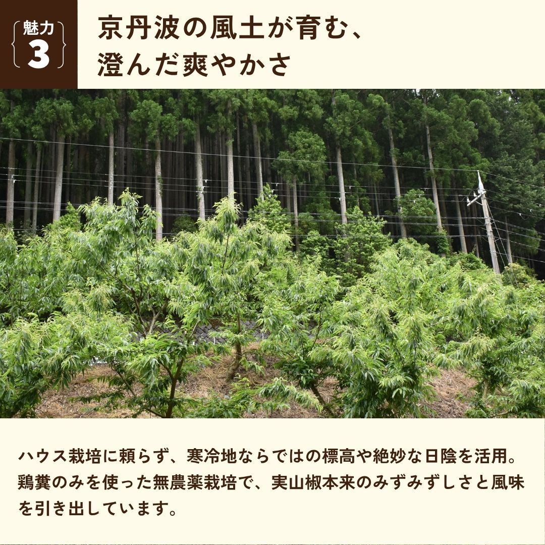 自然の中でこそ際立つ、しびれ（カード3：山あいの山椒畑）