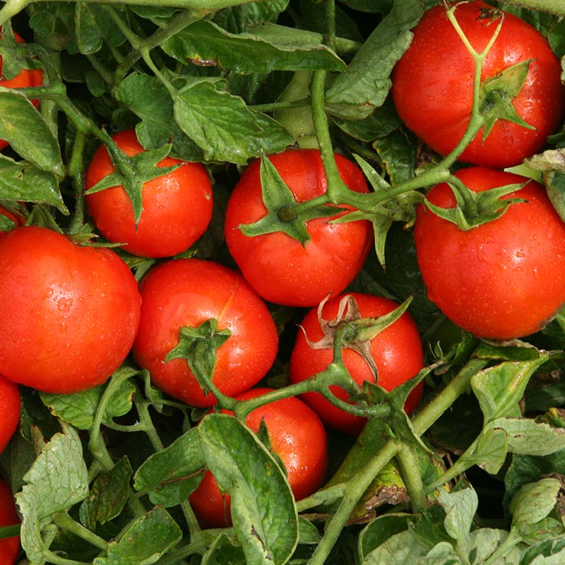 トマトの酸味は無添加調理のハンバーグとの相性バッチリ