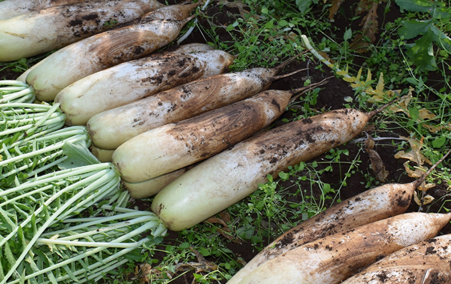 大根 収穫